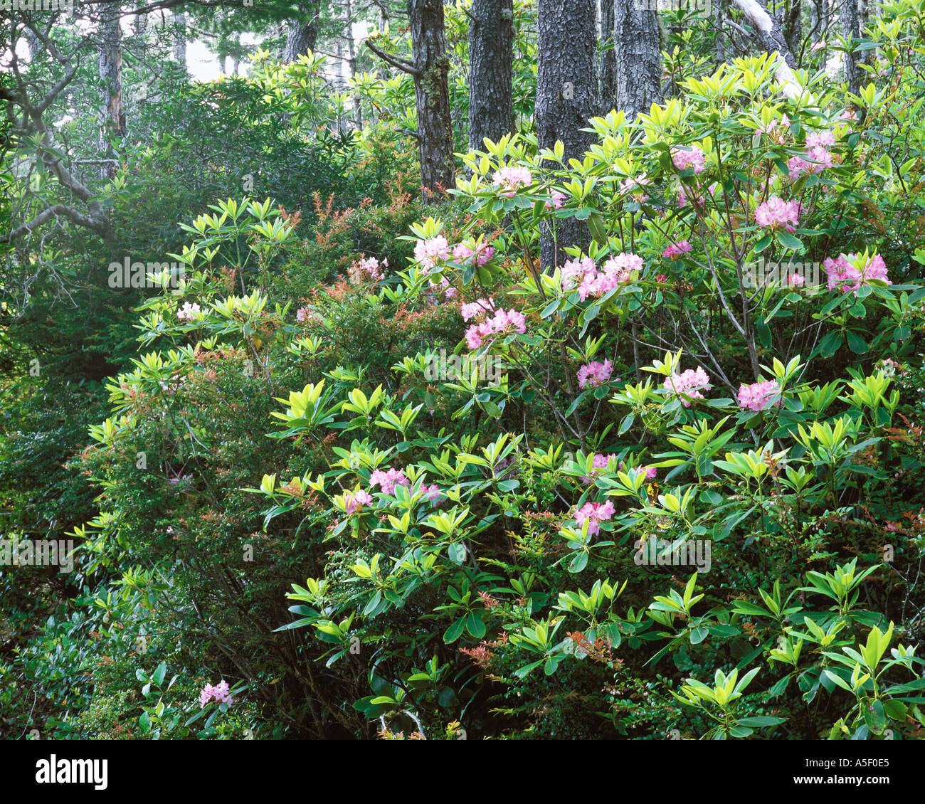 Rhododendren in voller Blüte Stockfoto