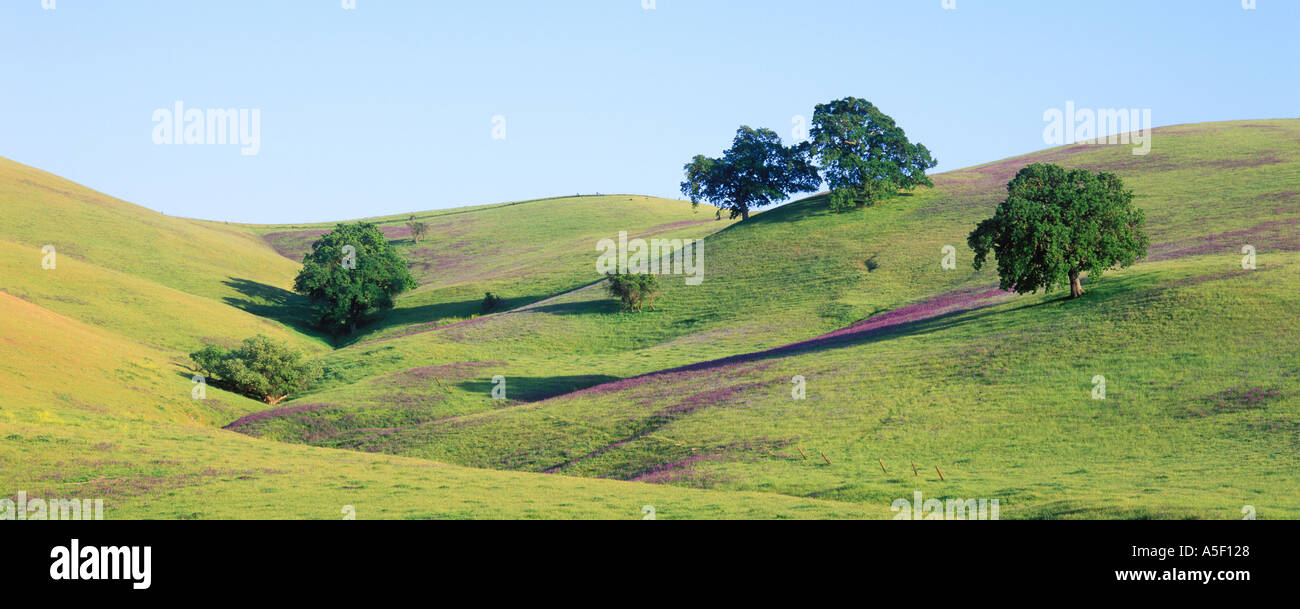 Küste Eichen im Frühling Stockfoto