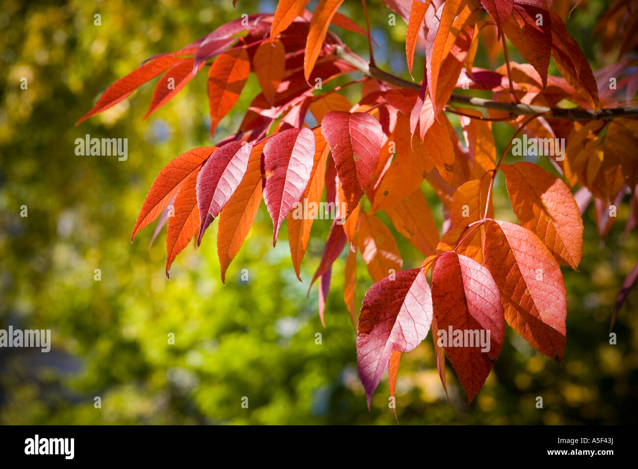 Blätter im Herbst - Blätter im Herbst Stockfoto