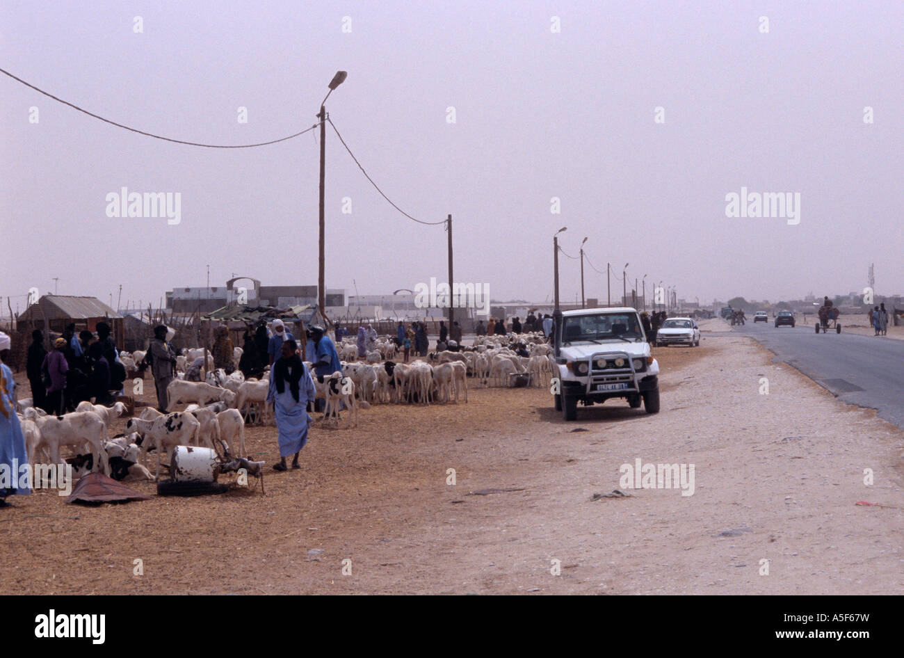Ziege Markt am Straßenrand, Nouakchott, Mauretanien, Afrika Stockfoto