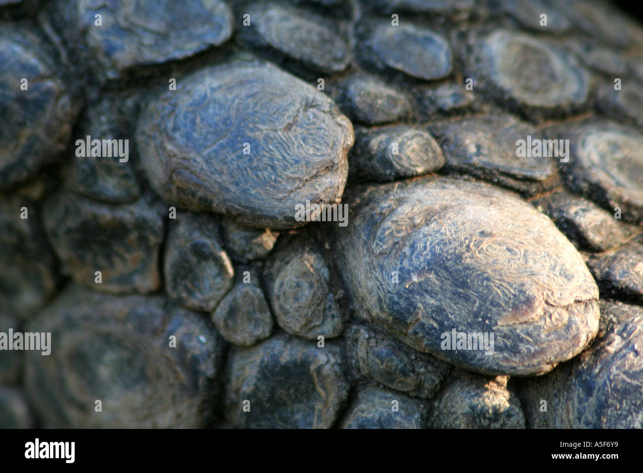 Extreme Nahaufnahme der Haut eine Seychellen-Riesenschildkröte Stockfoto