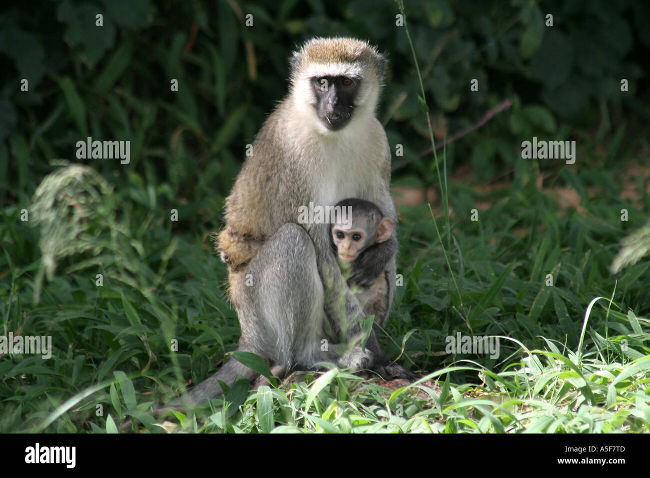Vervet Affen und Baby, Lake-Nakuru-Nationalpark, Kenia Stockfoto