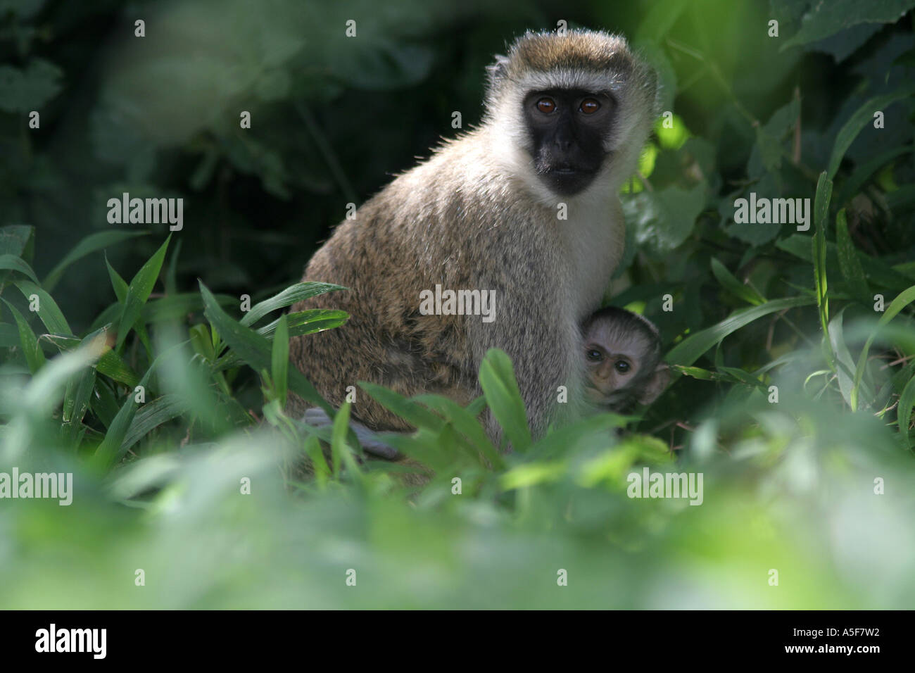 Vervet Affen, Masai Mara, Kenia Stockfoto