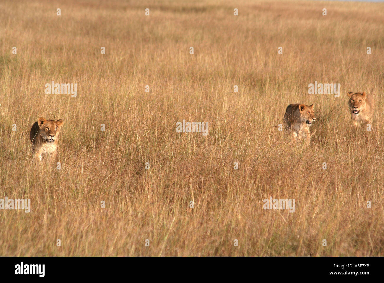 drei Löwen gehen in den Rasen auf die Masai Mara, Safari, Kenia, Afrika Stockfoto