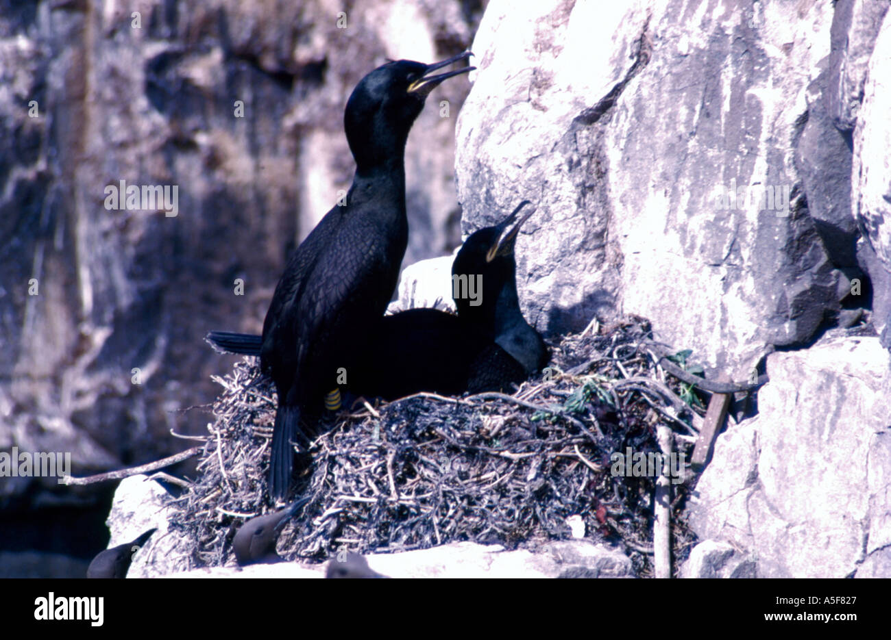 Paar Shag (Phalacrocorax aristotelis) auf einem Nest Stockfoto