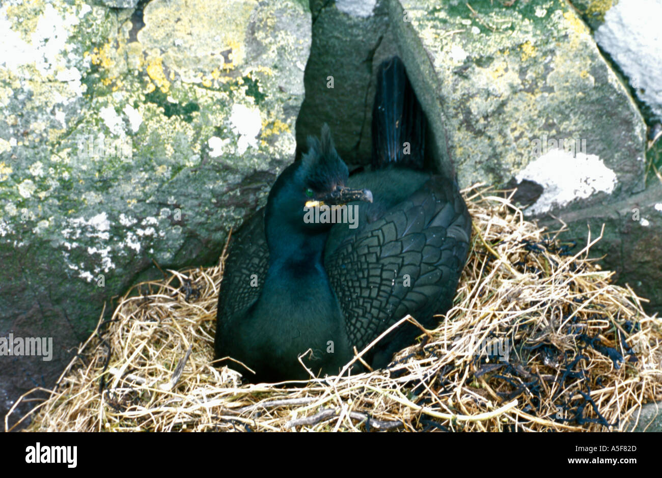 Shag (Phalacrocorax Aristotelis) auf ein Nest. Stockfoto