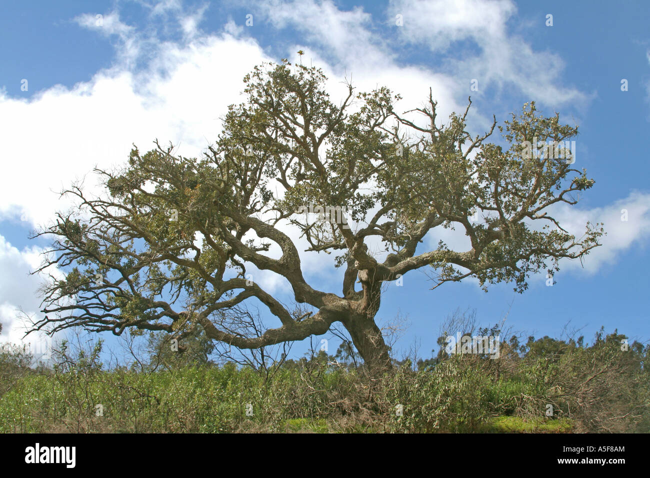 einsame Kork-Eiche Baum Quercus Suber L Algarve Portugal Stockfoto