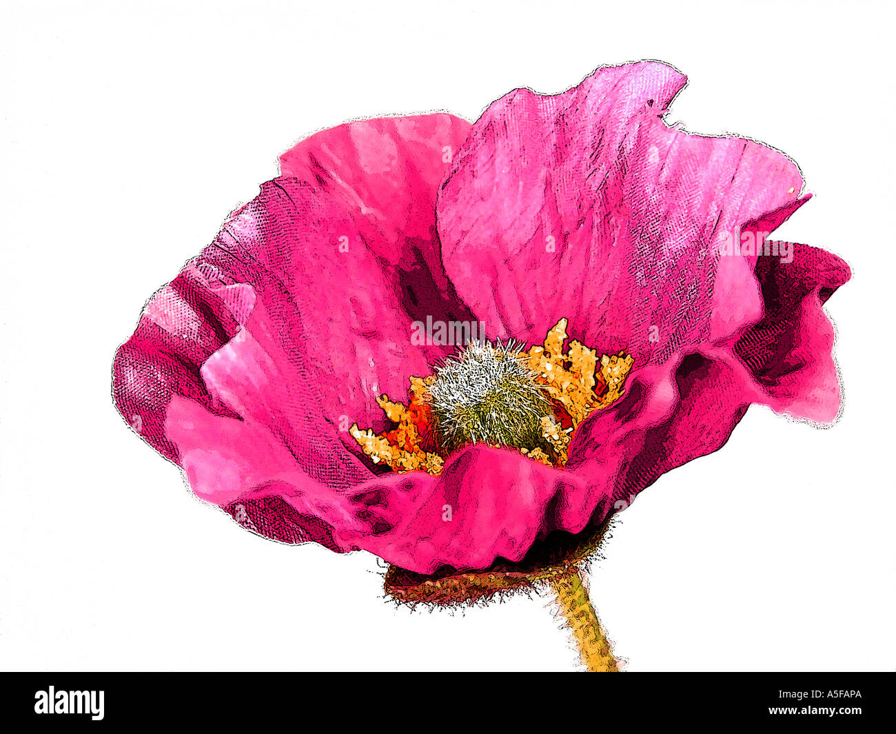 Rosa Mohn Abbildung auf weißem Hintergrund Stockfoto