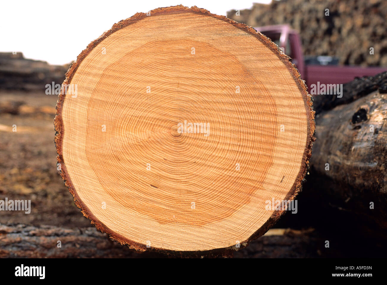 Ein Abschnitt eines Baumes zeigt Jahresringe Stockfoto