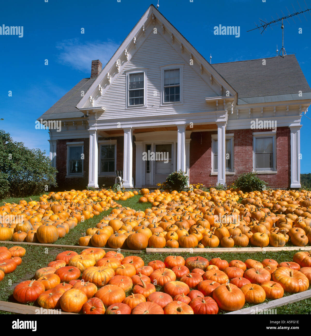 Masse der Kürbisse auf den Vorgarten eines Hauses in Vermont, New England, USA um Halloween Stockfoto
