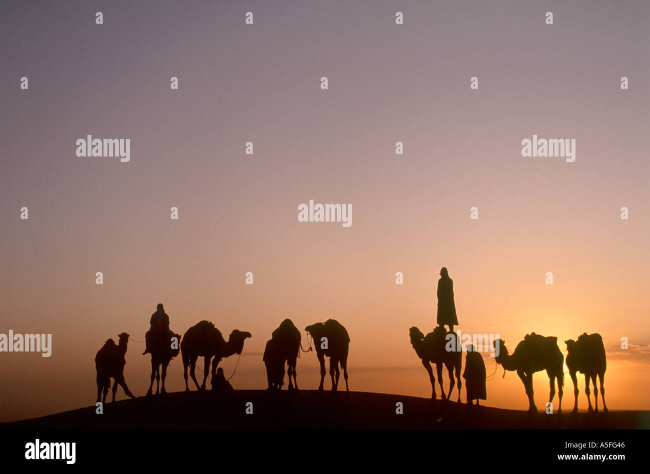 Kamele und Beduinen Fahrer bei Sonnenuntergang, Douz, Sahara Wüste, Tunesien, Nordafrika Stockfoto