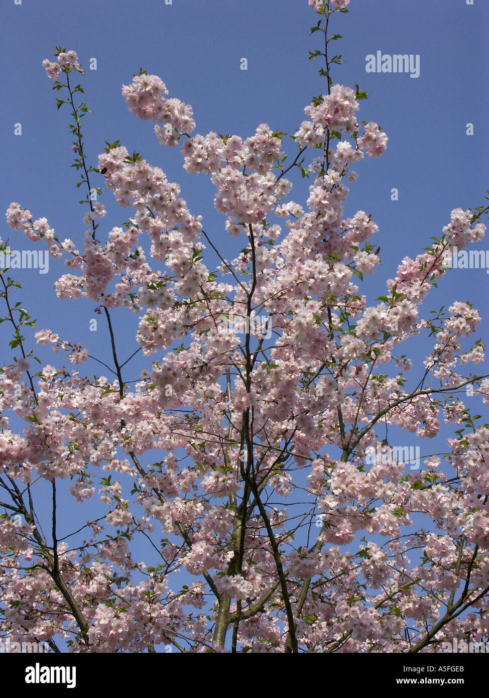 Kirschbäumen in voller Blüte Stockfoto