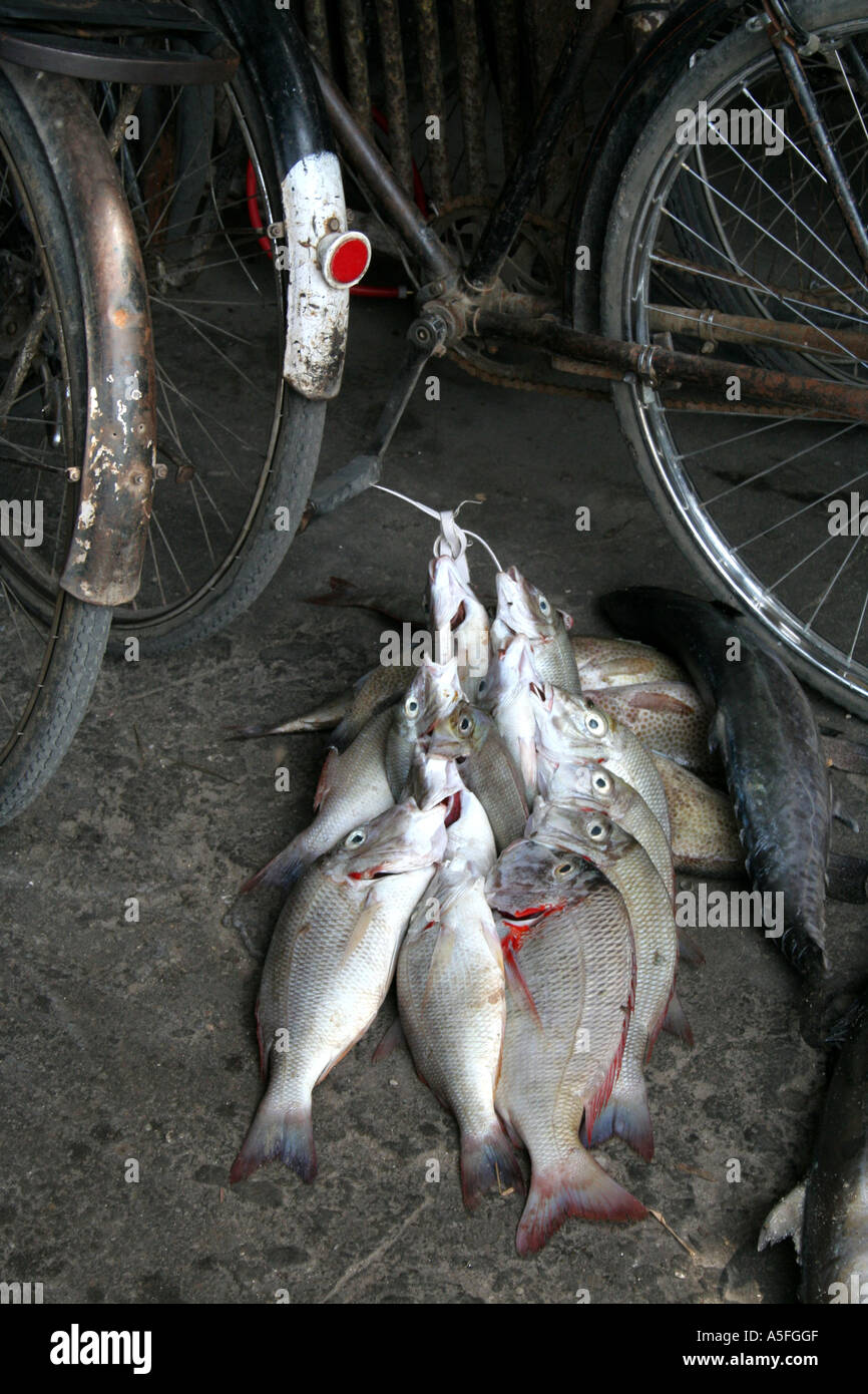 Eine Wange des Fisches befestigt, ein Fahrrad in Stonetown, Sansibar, Tansania Stockfoto