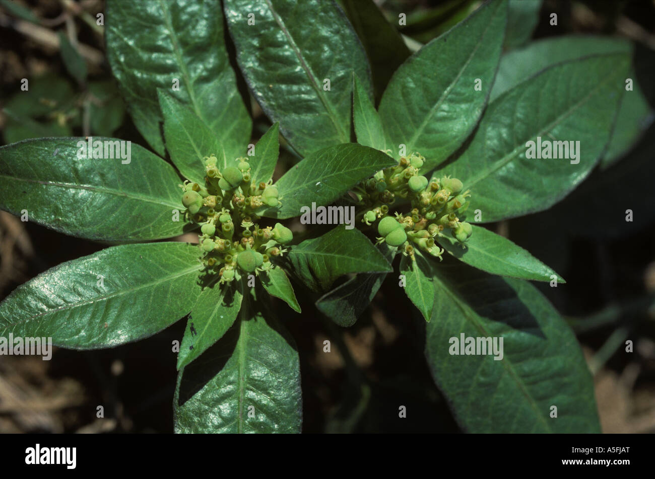 Bemalte Wolfsmilch Euphorbia Heterophylla Pflanze Blüte auf Abfall Boden Thailand Stockfoto