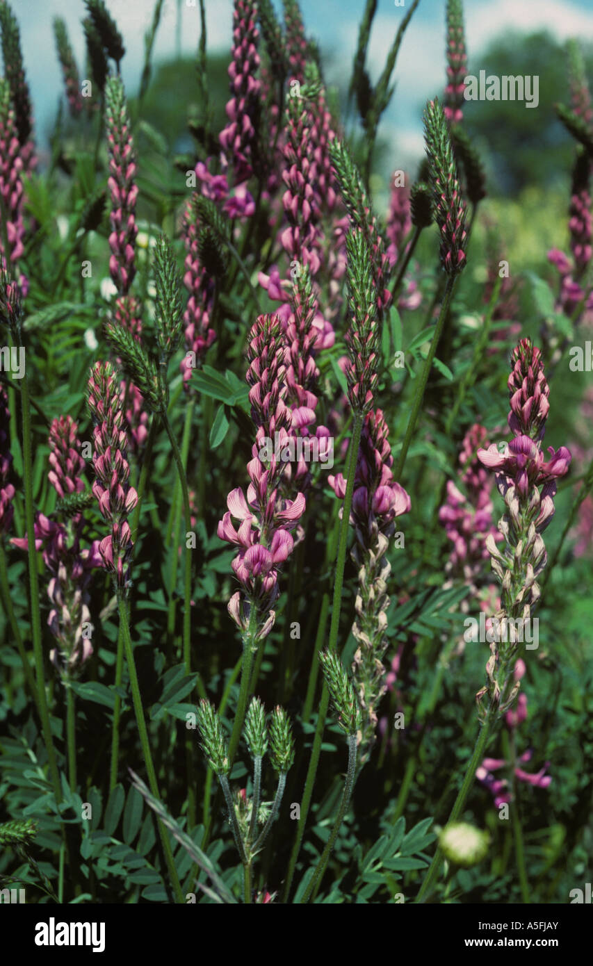 Esparsette Onobrychis Viciifolia Hülsenfrucht Futter Ernte in frühen Blüte Stockfoto
