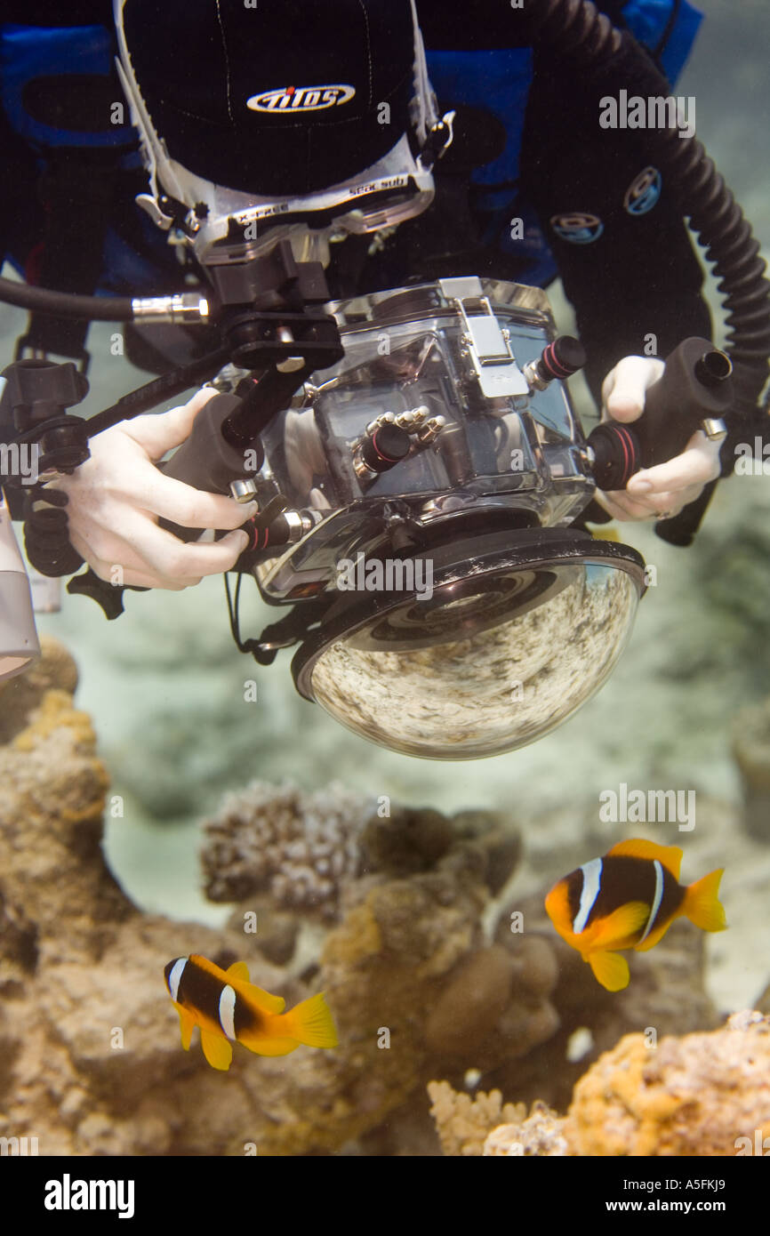 Ein Fotograf nimmt Bild der Clownfisch Amphiprion Bicincyus im Roten Meer in der Nähe von Sharm el Sheikh Ägypten Foto von Adam Butler Stockfoto