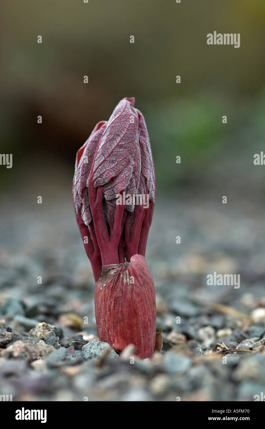 Neues Shooting von Paeonia turcica Stockfoto