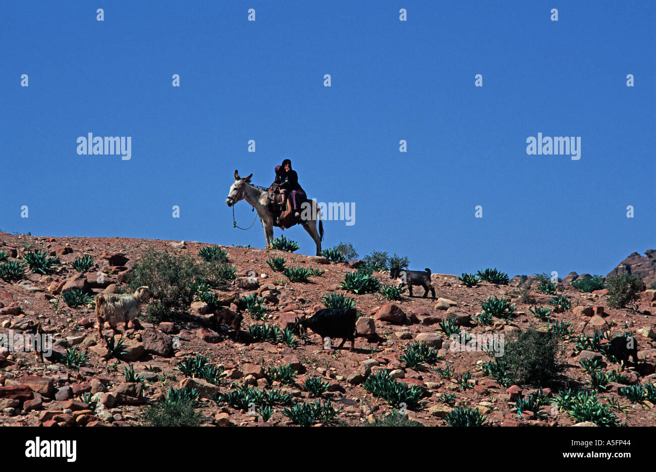 Beduinen-Frau auf Esel zurück ihres Sohnes an die Zügel Ziegenhirten Petra Jordanien Naher Osten Stockfoto