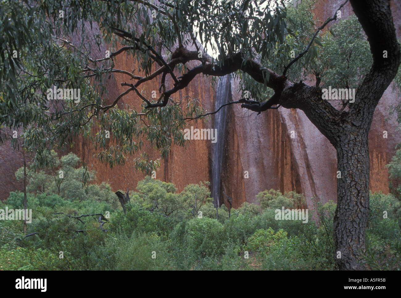 Australia Northern Territory Uluru Kata Tjuta National Park Wasserfall Kaskaden in üppigen Wald am Fuße des Ayers Rock Stockfoto