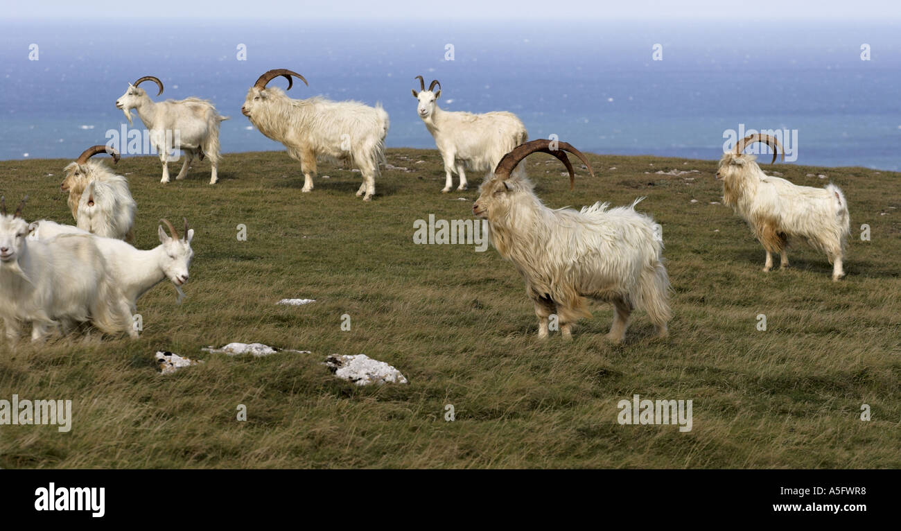 Wilde Ziegen auf Great Ormes Head in der Nähe von LLandudno North Wales UK Stockfoto