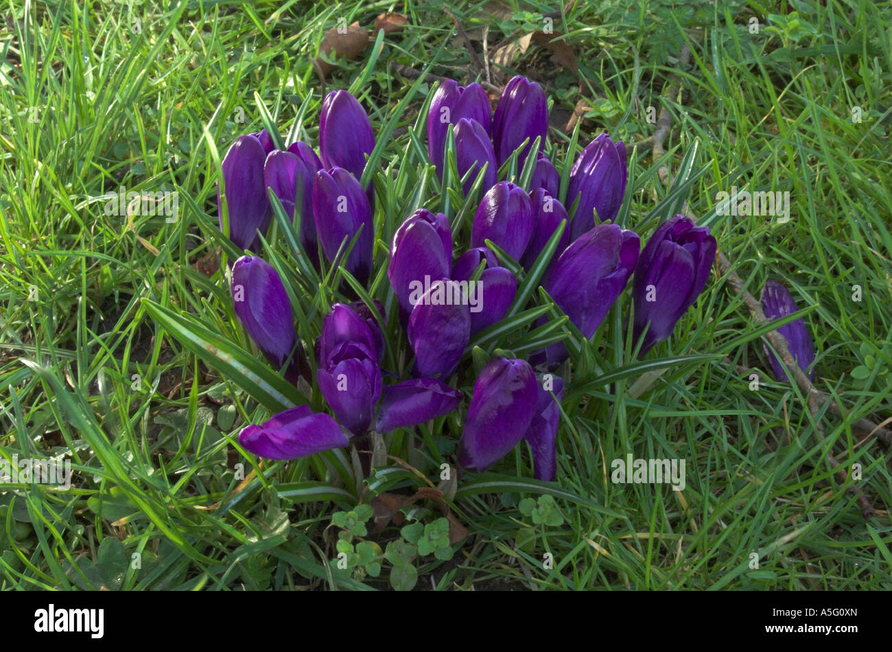 Krokusblüten im Frühjahr 2007 Stockfoto