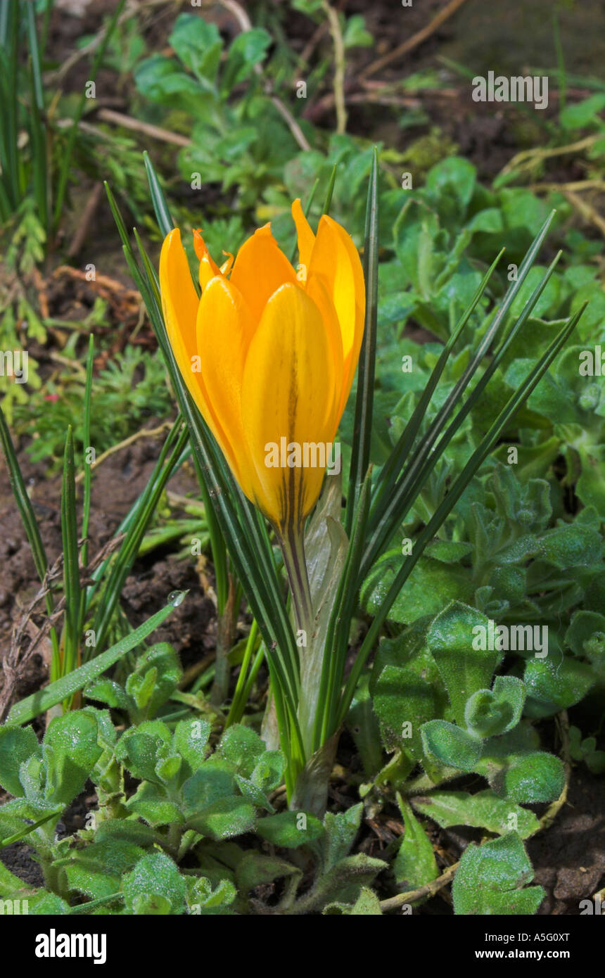 Krokusblüten im Frühjahr 2007 Stockfoto