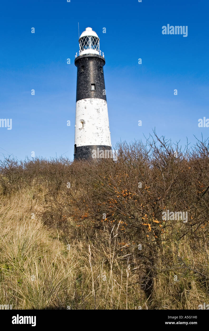 Hohen Leuchtturm 1895 und Sanddorn bei Spurn Point Yorkshire UK Stockfoto