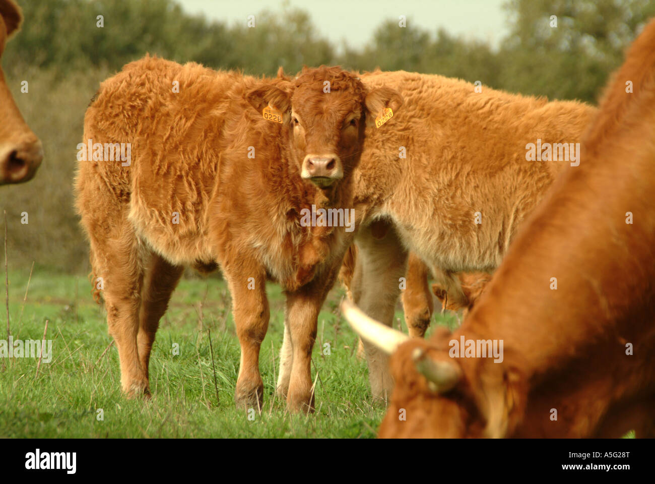 cowMBF1846 Haute Vienne Limousin Frankreich A Limousin Kalb mit seiner Registrierung Ohrringe Fotografie Mike Blenkinsop Stockfoto