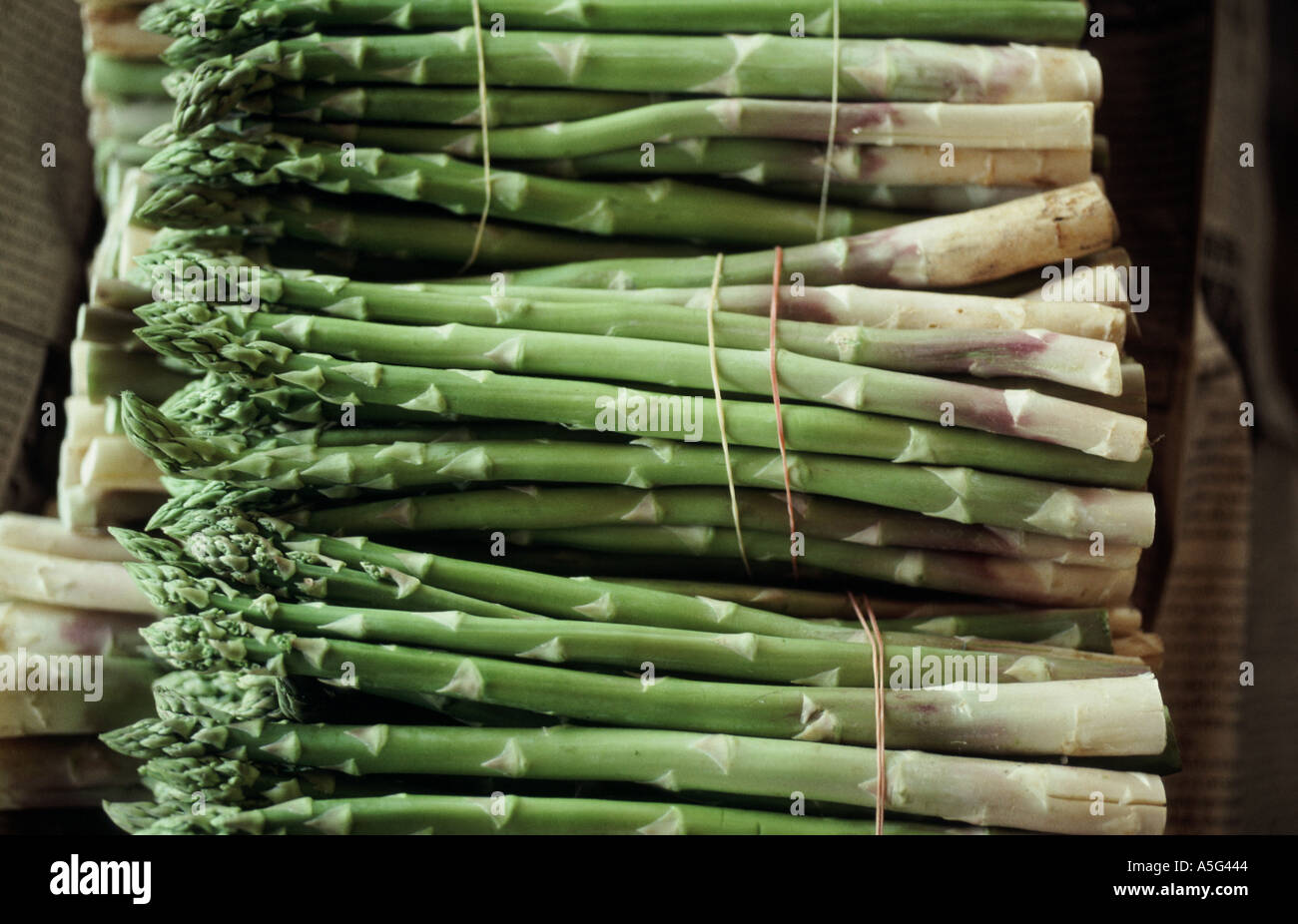 Bündel von geschnittenen grünen Spargel gebunden und bereit zum Garen in Thailand frisch vom Hof Stockfoto