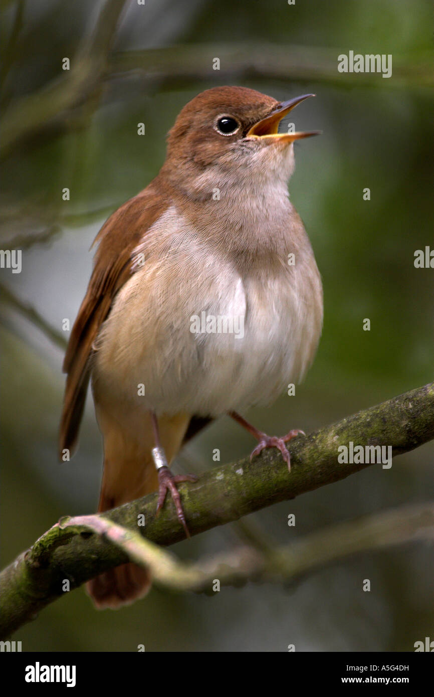 Vogel NACHTIGALL Luscinia megarhynchos Stockfoto