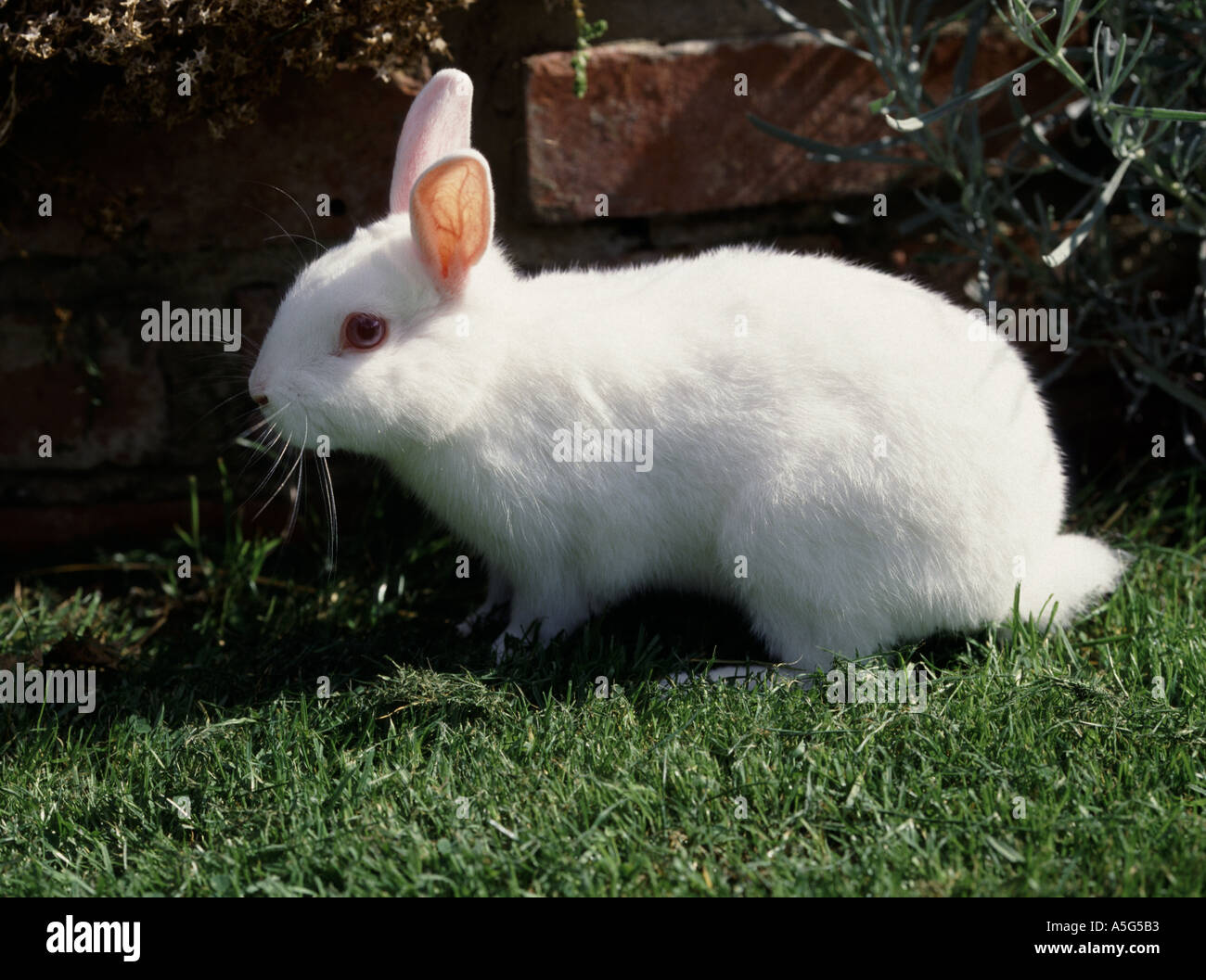 Nahaufnahme von kleinen weißen Hauskaninchen auf Rasen Stockfoto