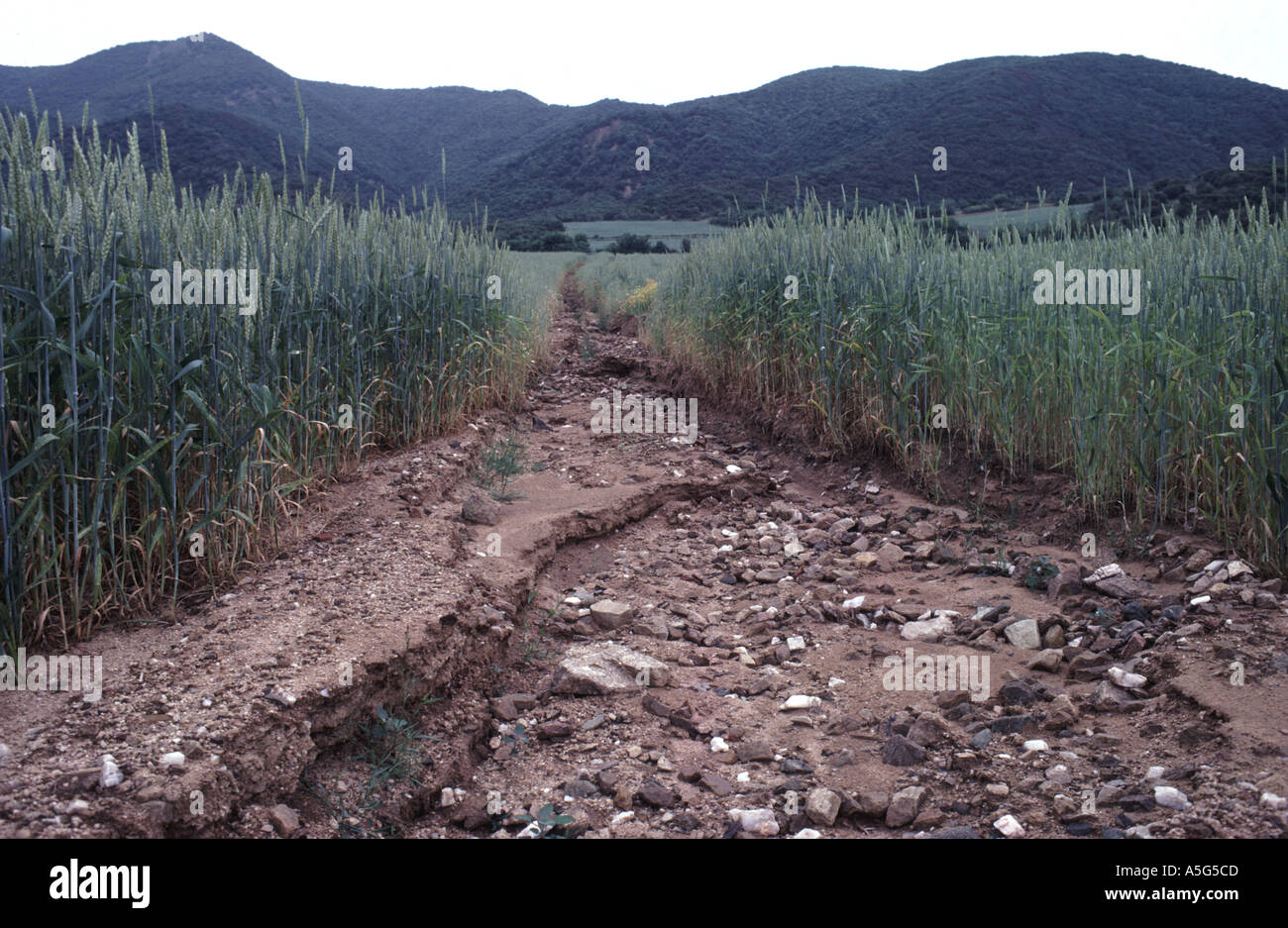 Rill Wassererosion am Rand der Weizenfeld, verursacht durch starke Regenfälle Griechenland Stockfoto