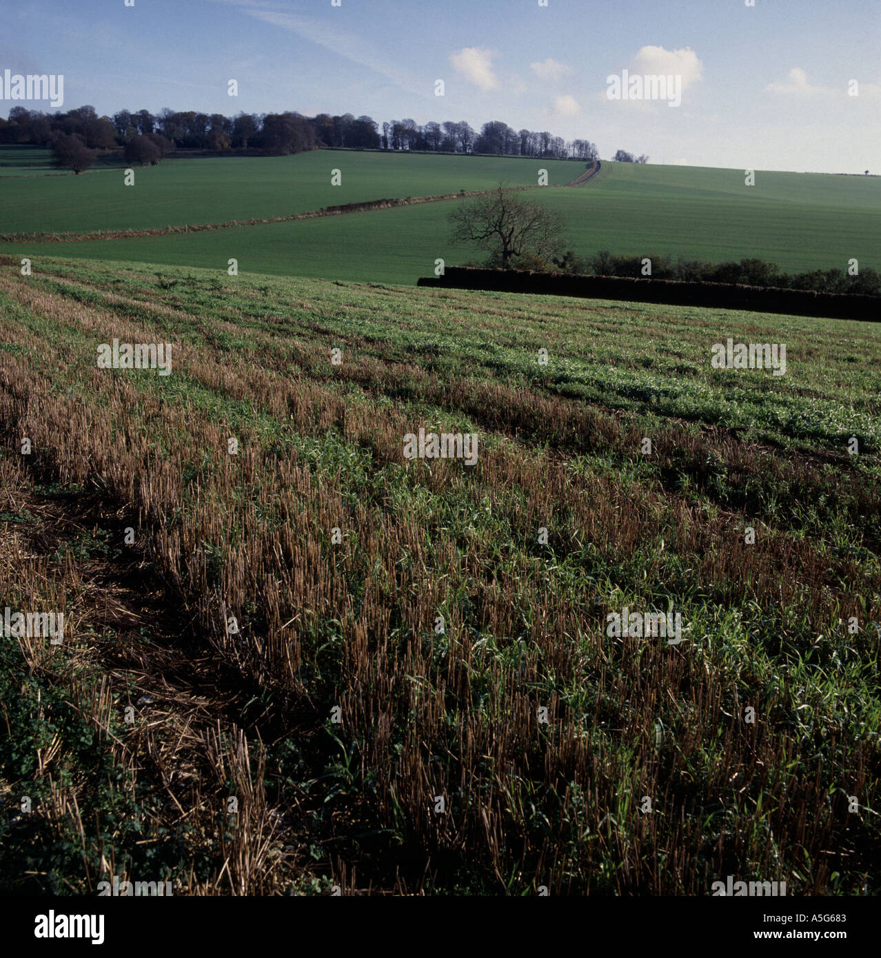 Getreide und Unkräuter in Stoppeln auf Berkshire Downs freiwillig Stockfoto