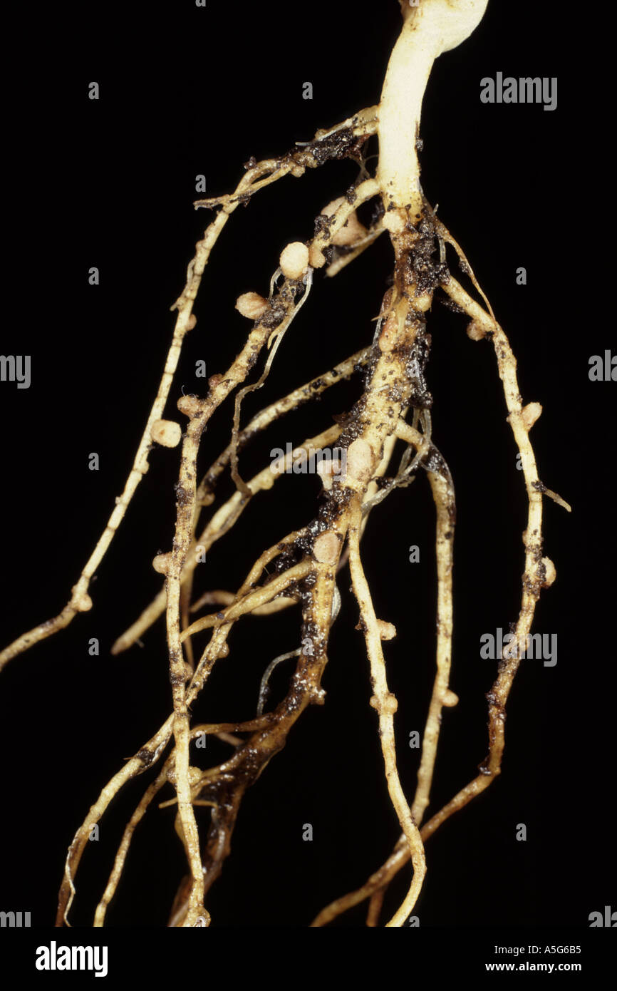 Stickstoff-Fixierung Rhizobium Knötchen auf der Wurzel einer Erbse Kulturpflanze zu gasförmigen Stickstoff aufnehmen Stockfoto