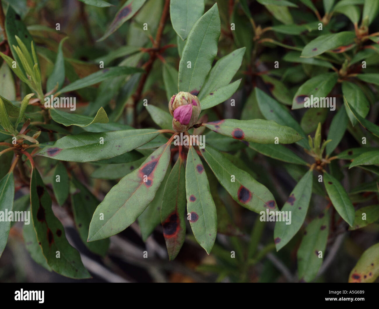 Blattflecken Glomerella Cingulata Lsionen an Rhododendron Bltter  Stockfotografie - Alamy