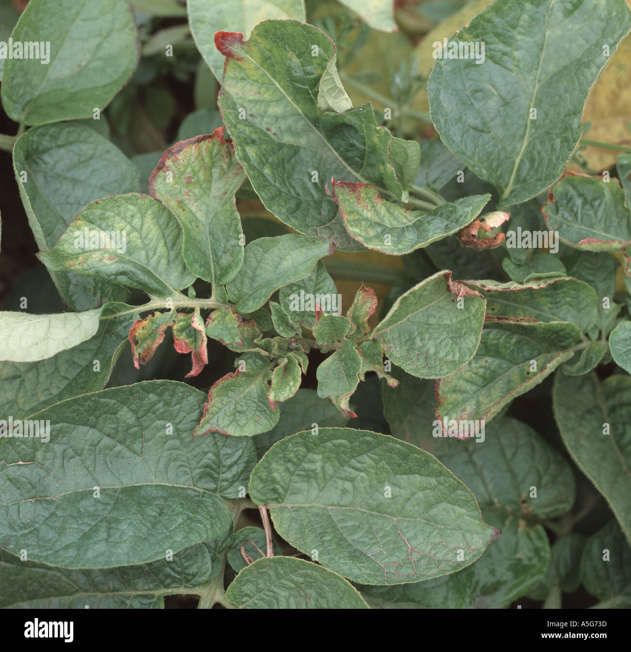 Symptome des PRV Kartoffel-Rattle-Virus auf Kartoffel lässt Rötungen der apikalen Blätter Stockfoto