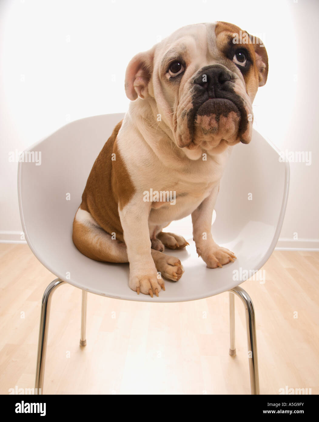 Englische Bulldogge in moderner Stuhl nach oben sitzen Stockfoto