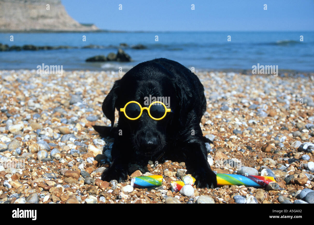 Schwarzer Labrador mit Sonnenbrille Essen-Stick Rock Kiesel Strand Meer Hastings East Sussex England Great Britain UK Europe Stockfoto