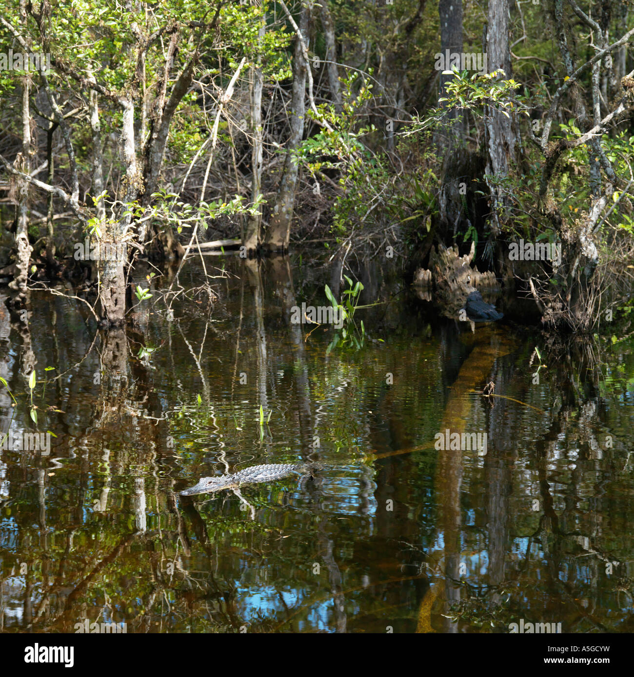 Amerikanischer Alligator Schwimmen im Feuchtgebiet von Everglades Nationalpark Florida USA Stockfoto