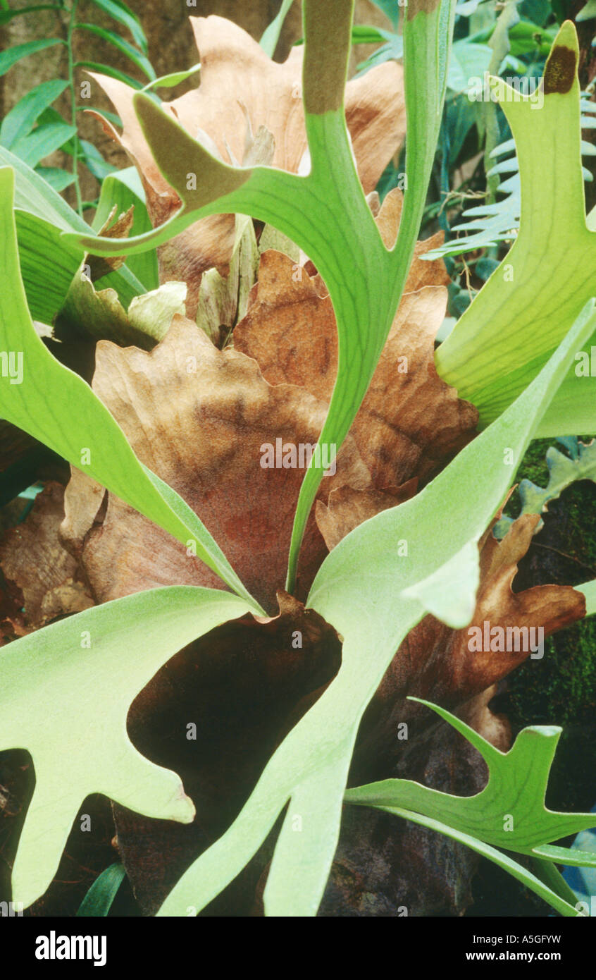 gummibaum zum blhen bringen Gummibaum Robusta - Ficus elastica Robusta