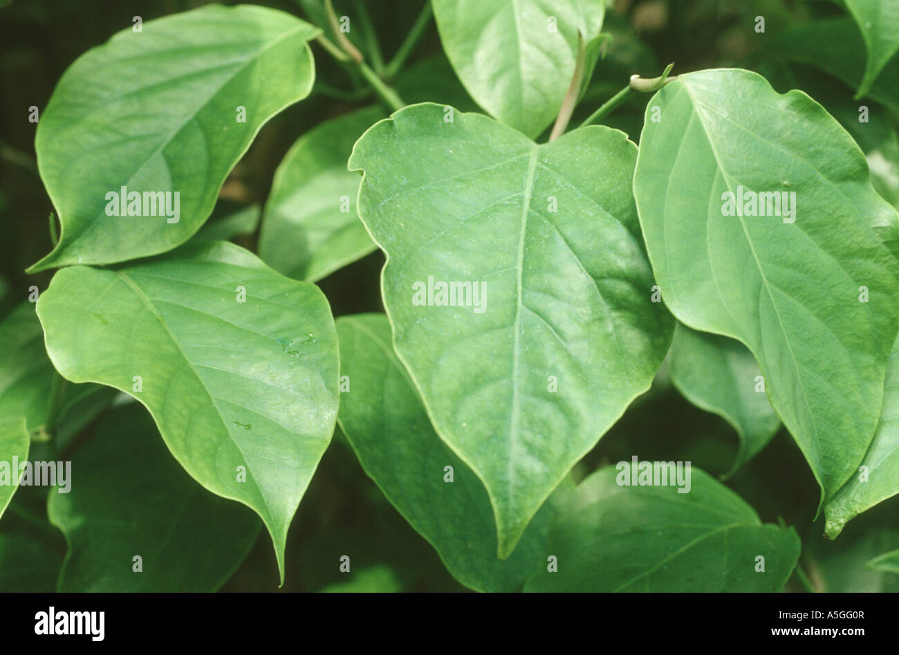 Java Longpepper, balinesischer Pfeffer, Javanisch Longpepper (Piper Retrofractum), Blätter Stockfoto