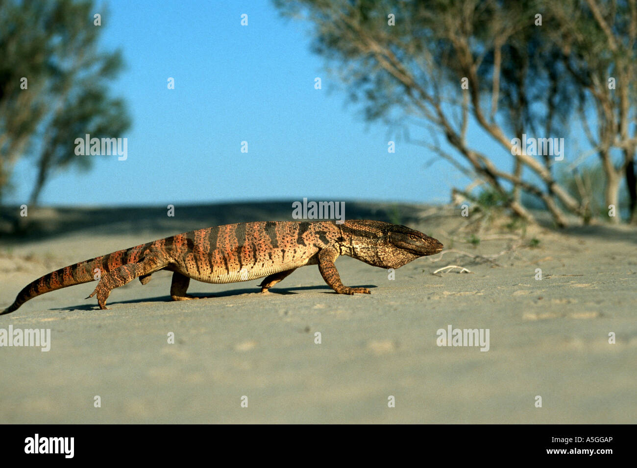Monitor, Agra Monitor (Varanus früh), Wüste Monitor Gerüche mit seiner Zunge, Usbekistan, Turan, Kysylkum Wüste Stockfoto