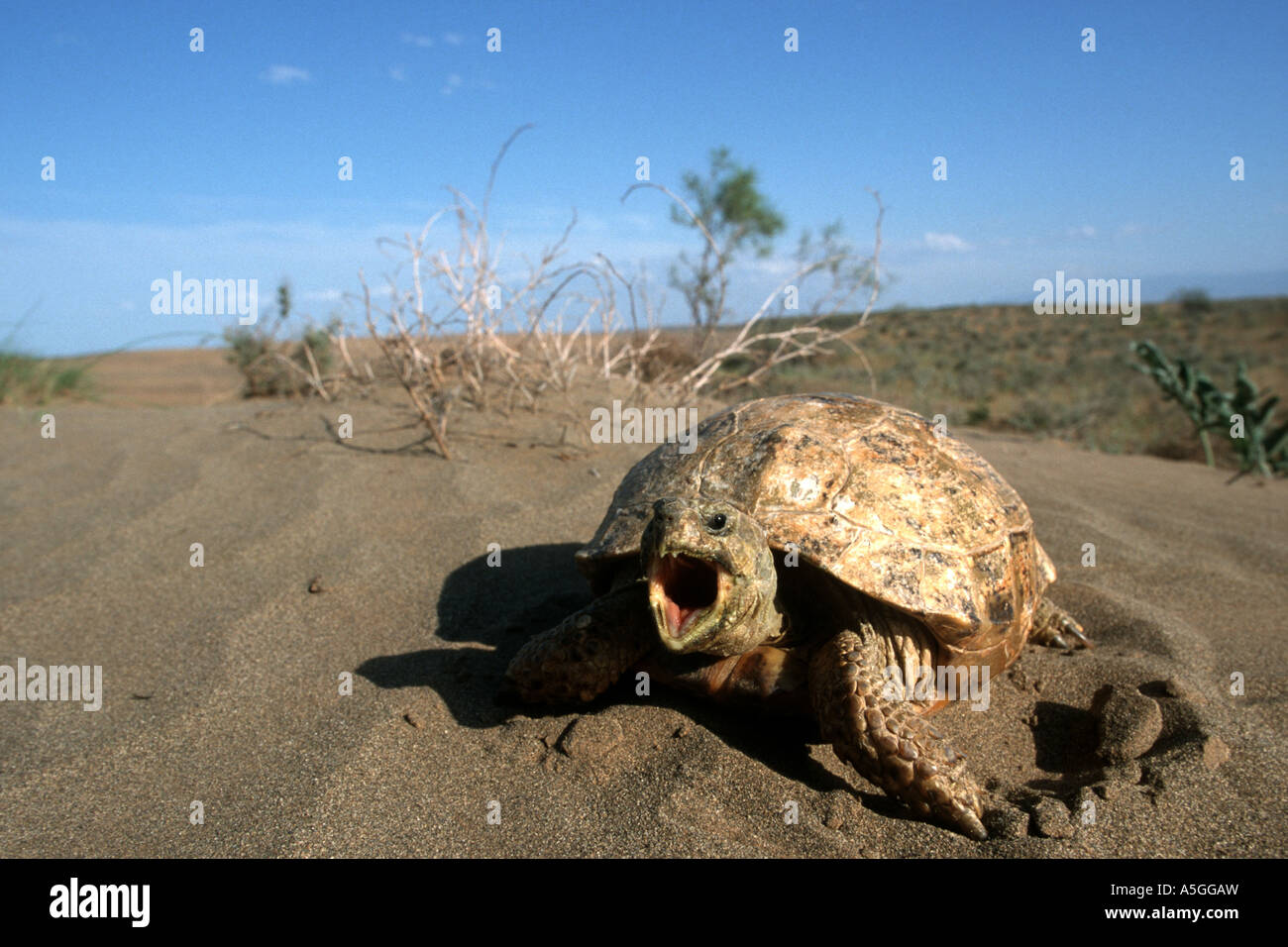 Horsfield der Schildkröte, vier-toed Schildkröte, zentrale asiatische Schildkröte (Agrionemys Horsfieldi, Testudo Horsfieldii), Horsfield tor Stockfoto
