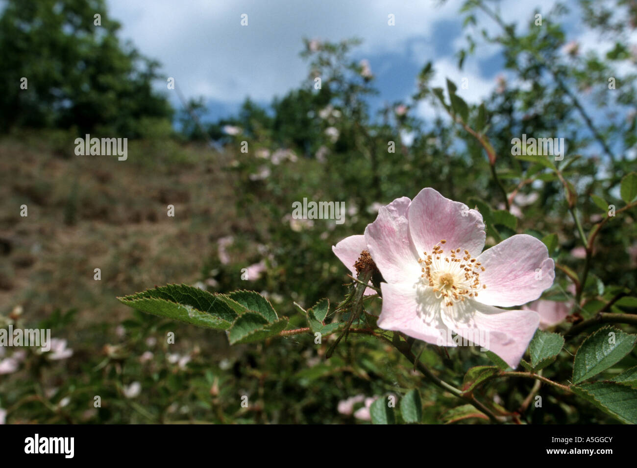 Hundsrose (Rosa Canina), blühen, Deutschland, Sachsen-Anhalt, Harz Stockfoto