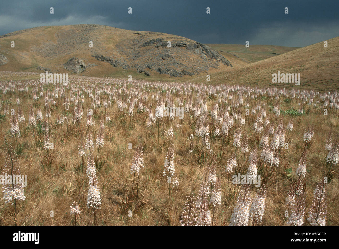 Fuchsschwanz Lily, riesige Wüste Kerze (Eremurus Robustus), blühen, Riesen Wüste Kerzen in der Kysylkum, Usbekistan, Turan, Kyz Stockfoto