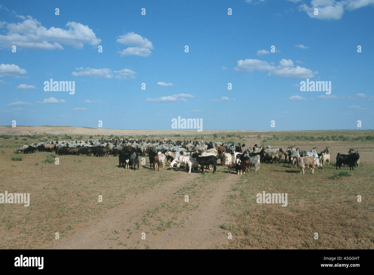 Herde von Schafen und Ziegen in der Wüste Kysylkum, Usbekistan, Oblast Navoiy Kysylkum Stockfoto