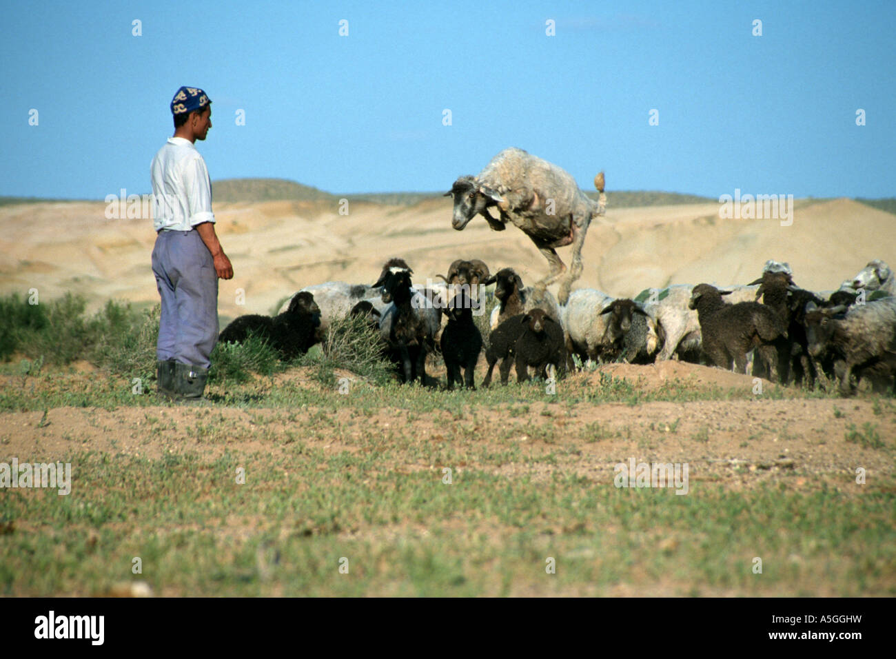 Usbekische Hirte zählt seine Schafe, Usbekistan, Oblat Navoiy, Kysylkum Stockfoto