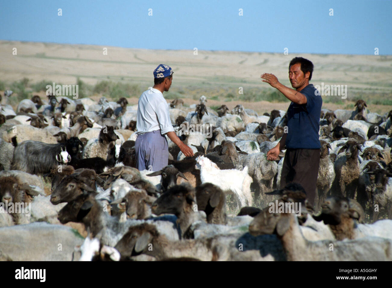 Usbekische Hirten ihre Schafe, Usbekistan, Oblat Navoiy, Kysylkum zählen Stockfoto
