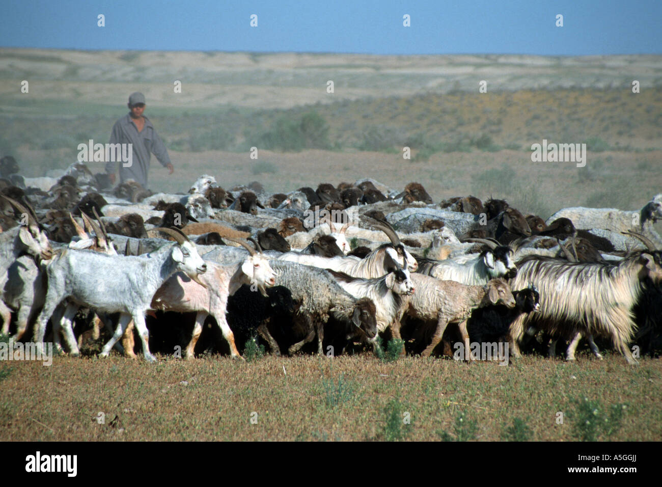 Usbekische Hütejunge mit seinen Schafen, Usbekistan, Oblat Navoiy, Kysylkum Stockfoto