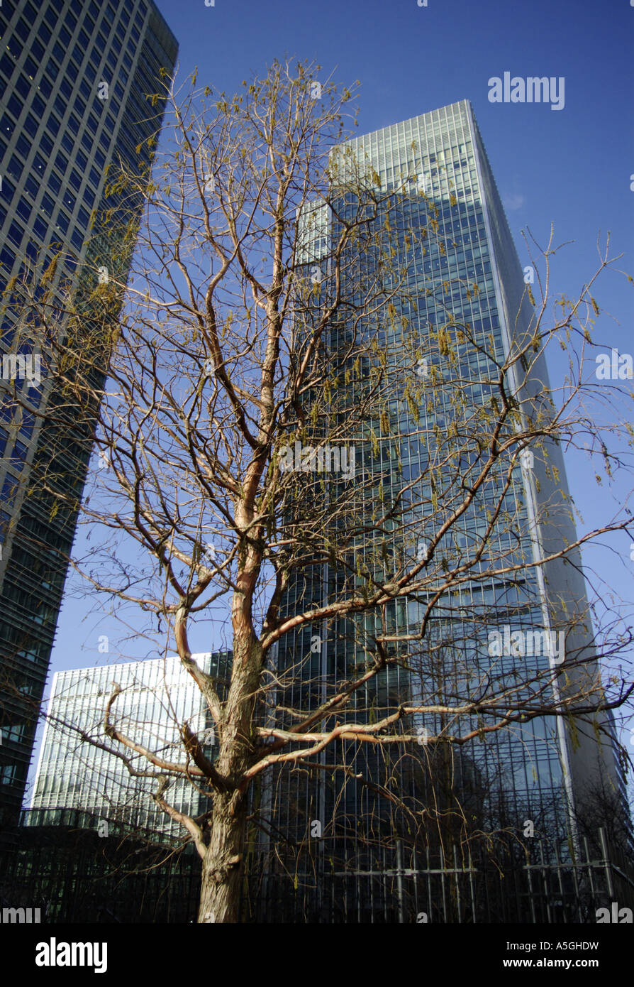 Canary Wharf London Lehman Brothers bei 25 Bank Street, jetzt von JP Morgan übernommen Stockfoto